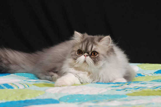 Persische Katze